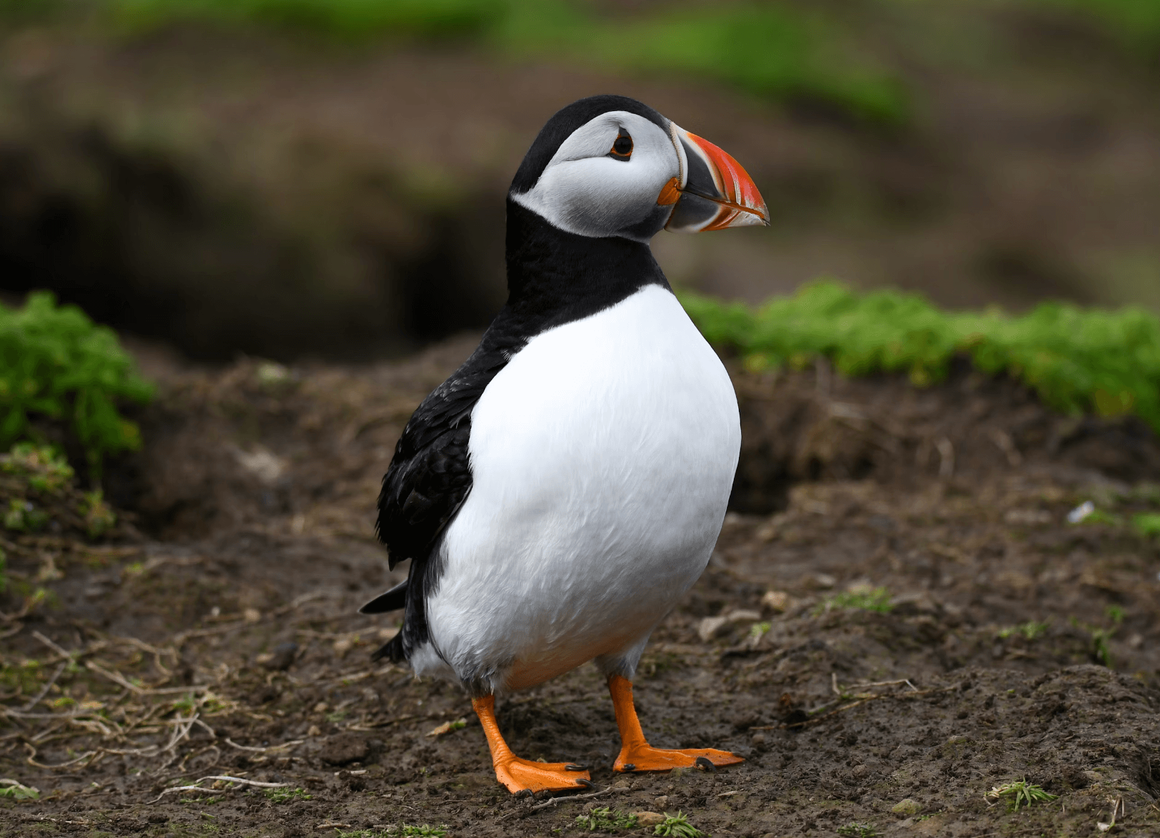 Puffin