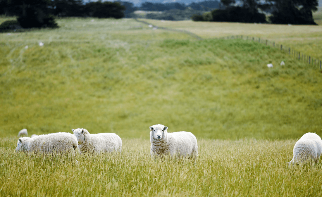 Unlocking Success in Agriculture: How accounting support can help farmers grow